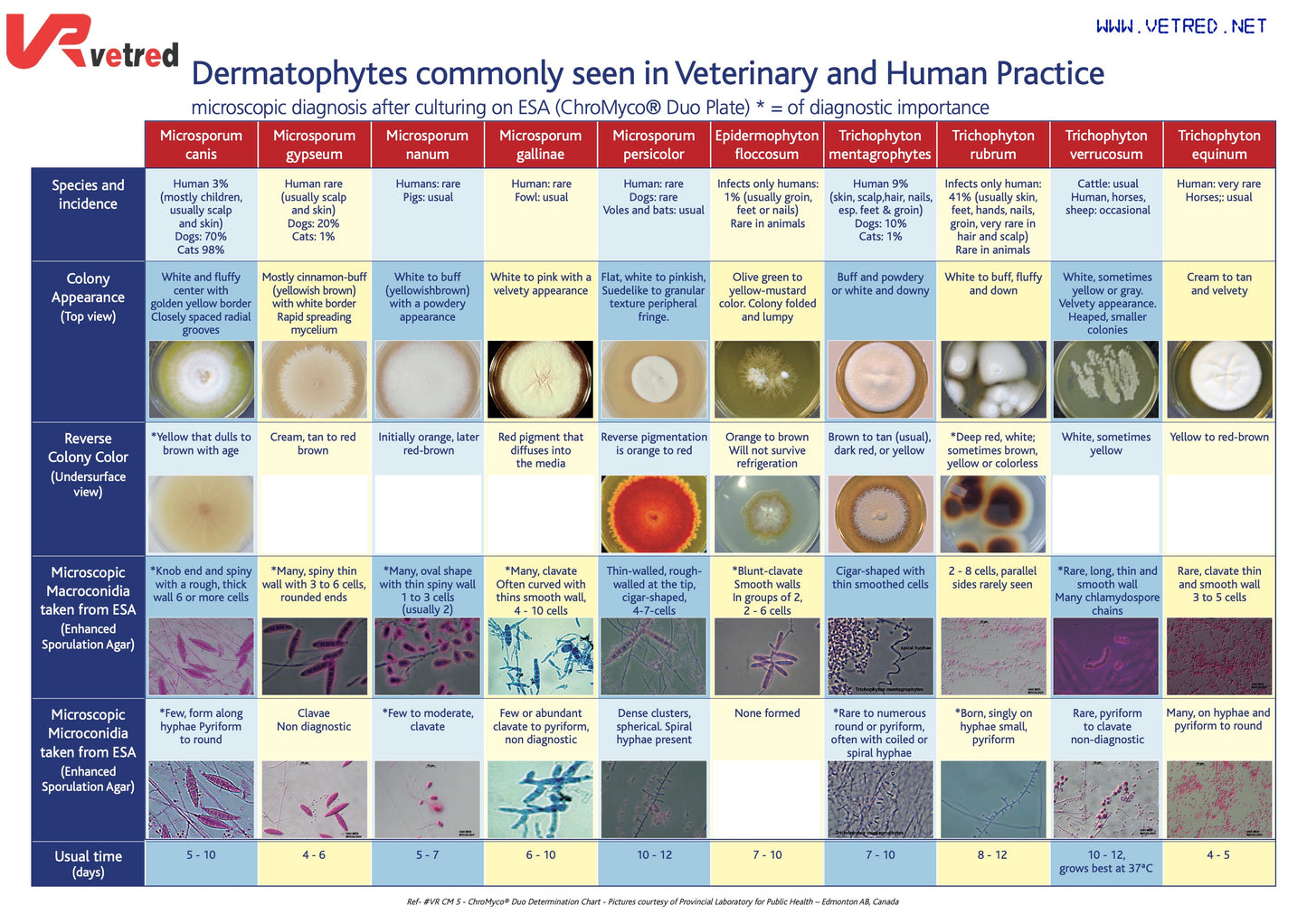 ChroMyco® Duo Dermatophyte Test System